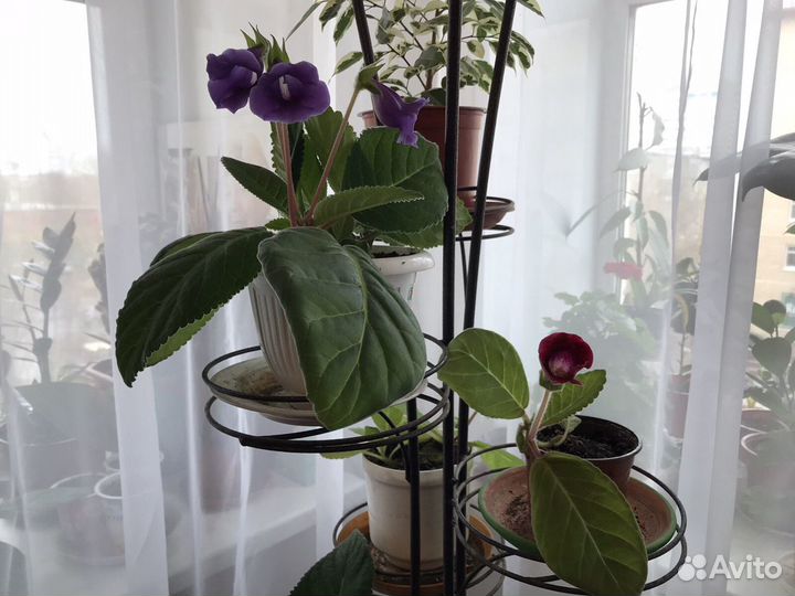 Комнатные цветы (огромный выбор)