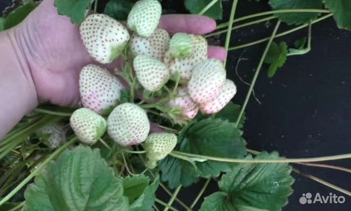 Белый швед клубника