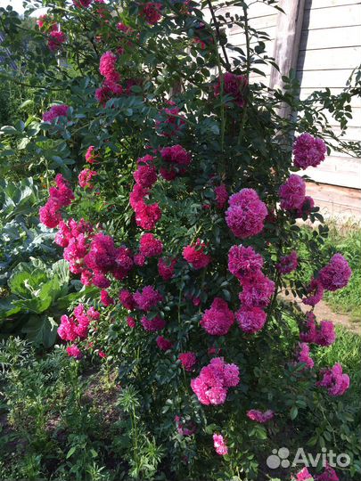 Роза плетистая