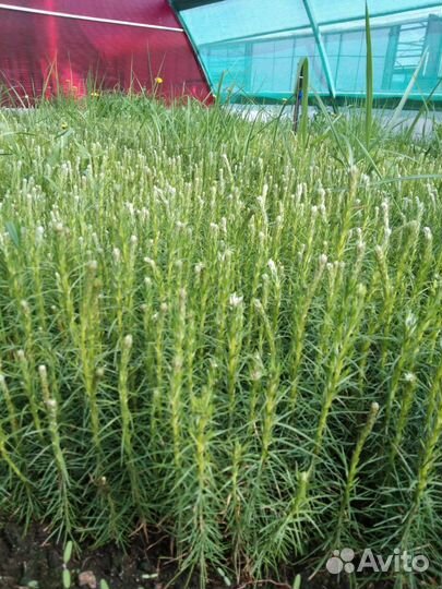 Саженцы ели европейской зкс от производителя