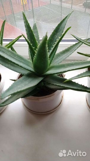 Комнатные цветы алоэ