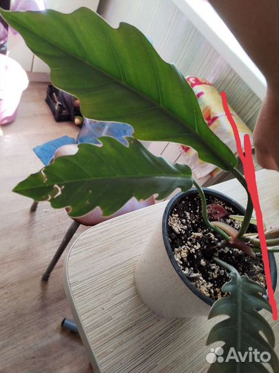 Филодендрон карамель Плуто