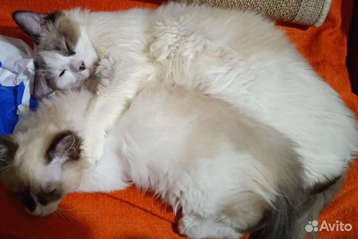 Сиамская кошка