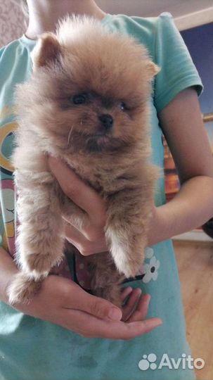 Померанский шпиц