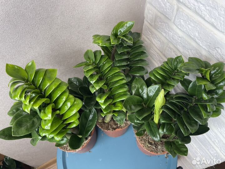 Замиокулькас зензи долларовое дерево цветы