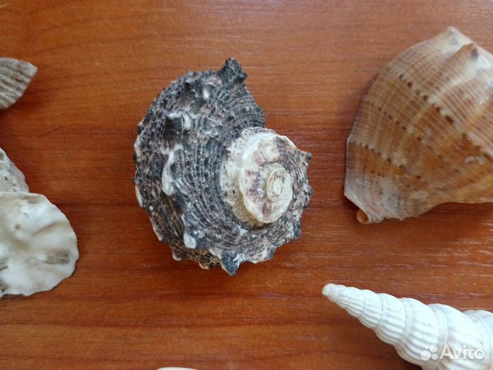 Набор морских ракушек