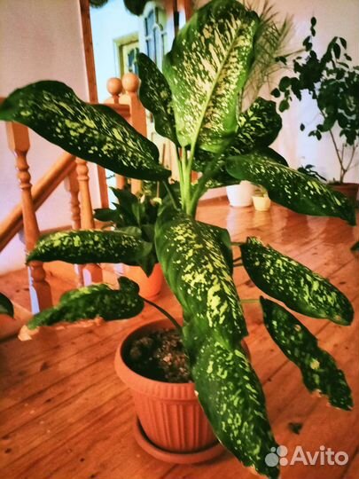 Диффенбахия