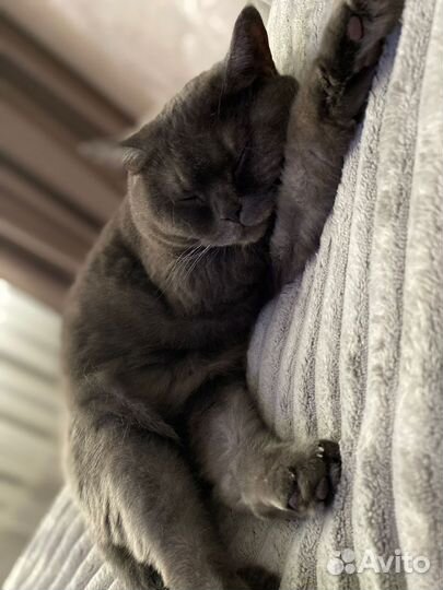 Шотландская