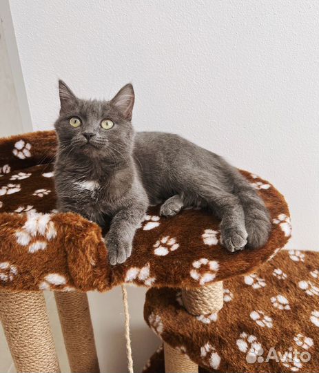 Котенок девочка в добрые руки