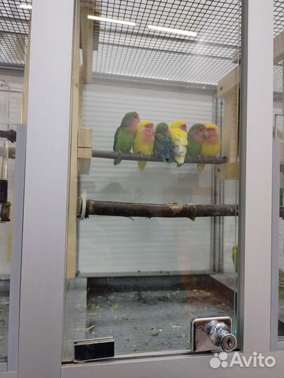 Попугаи разные