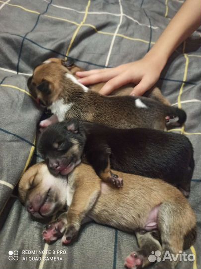 Той-терьер щенки