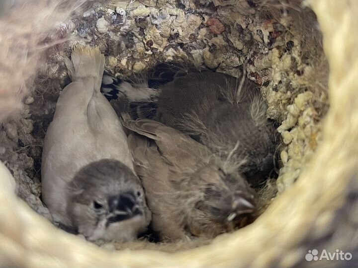 Зебровые амадины, птенцы