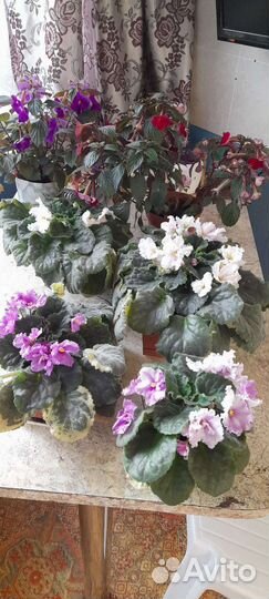 Фиалка,ахименес