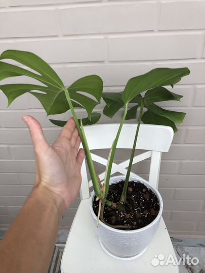 Монстера делициоза