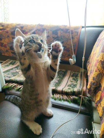 Котëнок (кошка) 3,5 мес