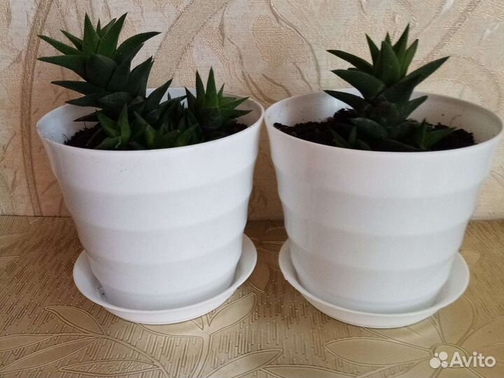 Суккуленты