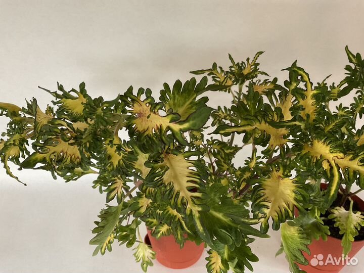 Цветы комнатные в горшках