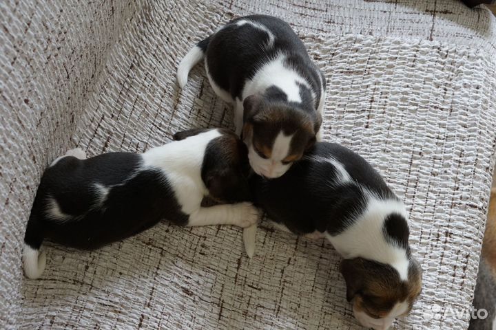 Щенки бигль