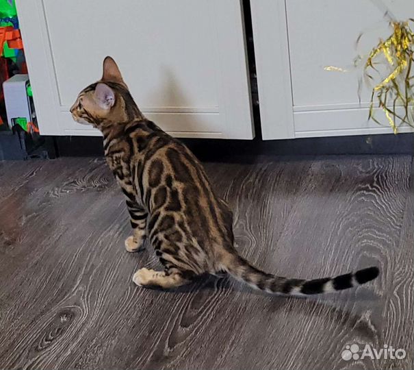 Бенгальская кошка