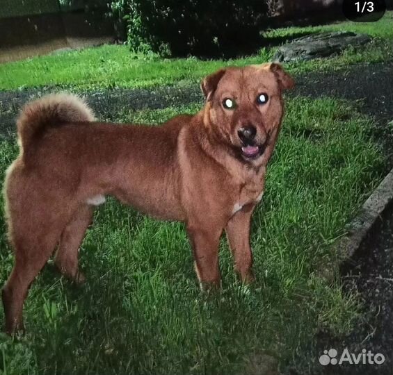 Молодой пес