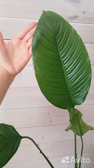 Спатифиуллум гигант(женское счастье )