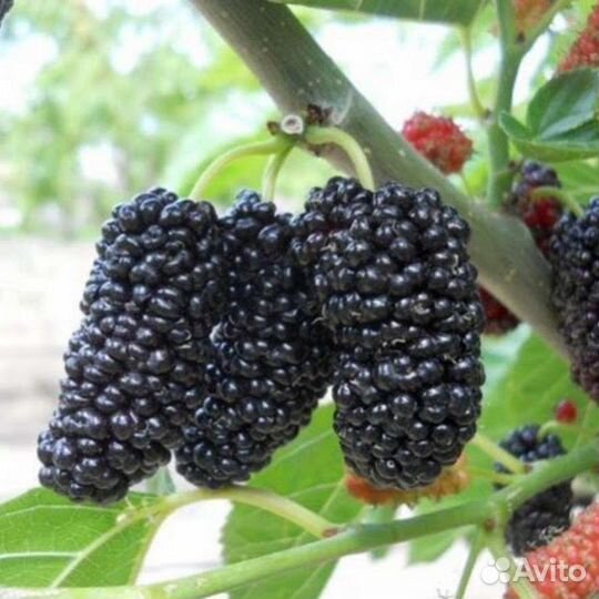 Саженцы Шелковицы бронь на весну,осень24г