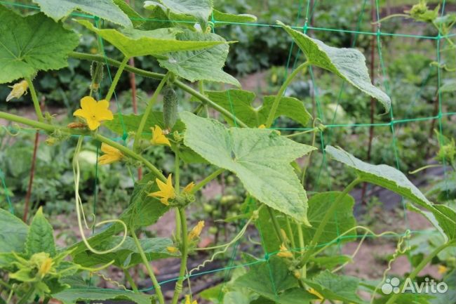 Сетка шпалерная для вьющихся растений