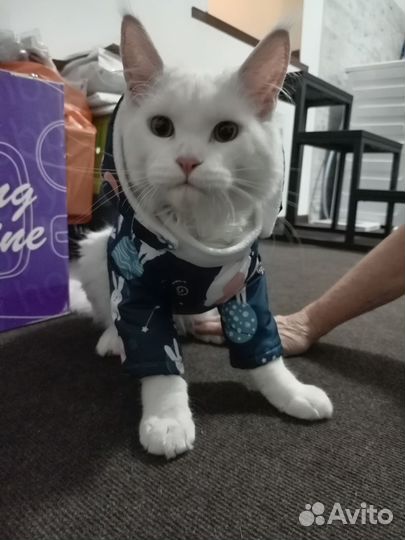 Куртка для собак мелких пород собак и кошек