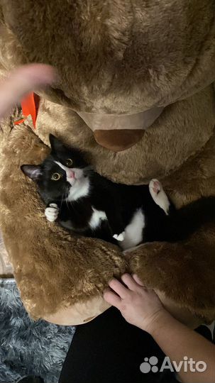 Отдам в добрые руки