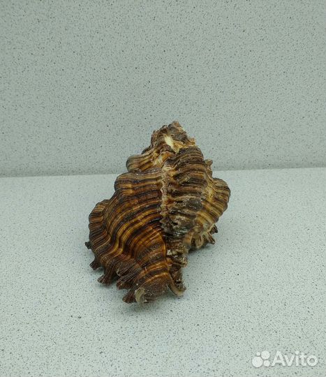 Чикореус Торрефактус 11 морская ракушка раковина