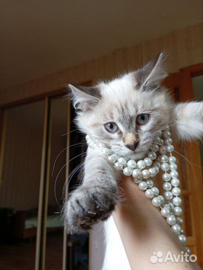 Котенок девочка