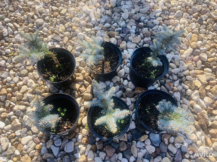 Ель Глаука Глобоза