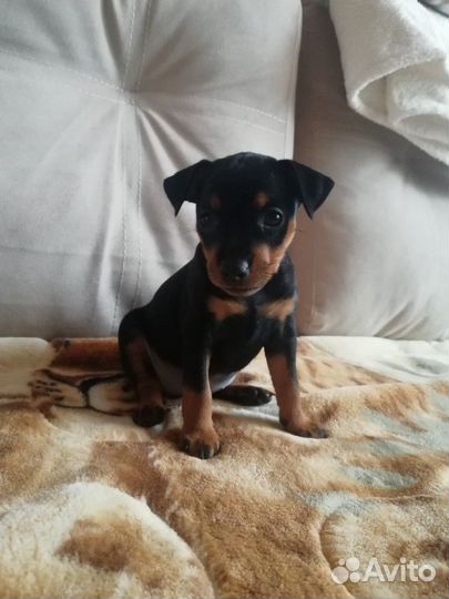 Цвергпинчер