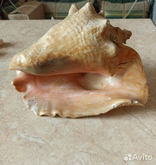 Морские ракушки и камни натуральные