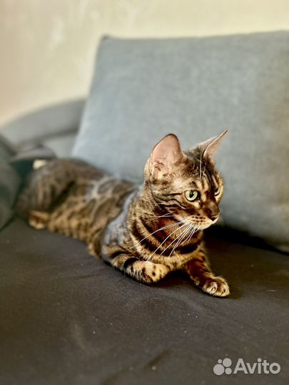 Бенгальская кошка