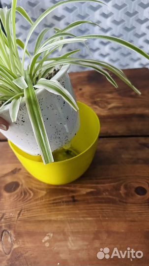 Хлорофитум