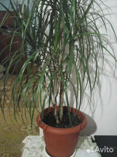 Комнатные растения