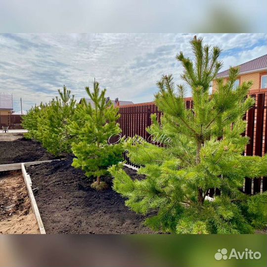 Сосна, ель зелёная крупномер отборная