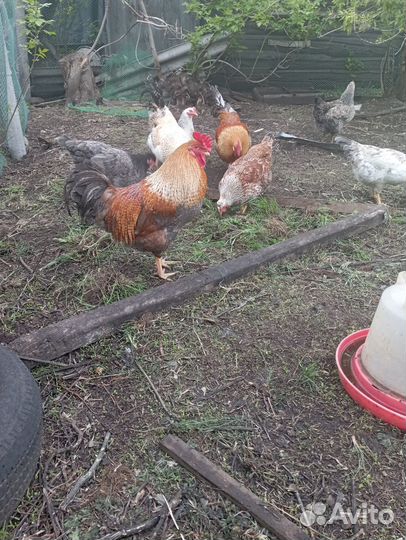 Молодые петухи