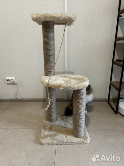 Когтеточка