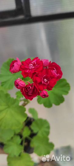 Пеларгония, каланхоэ, книфофия