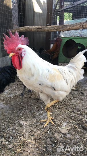 Молодые петухи