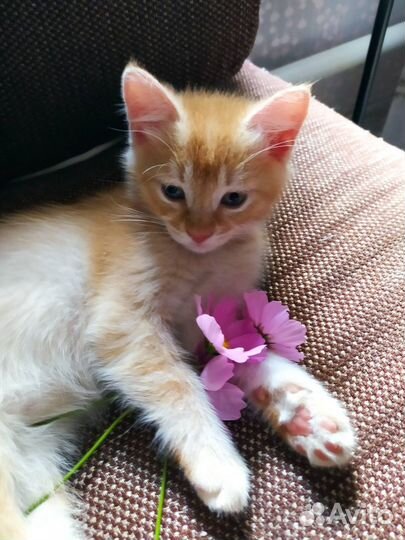 Котята