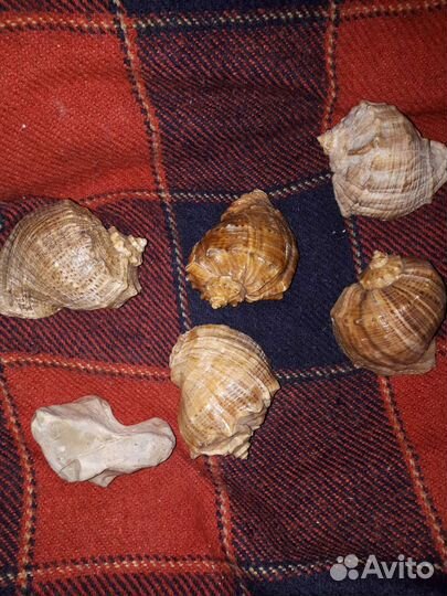 Ракушка рапан