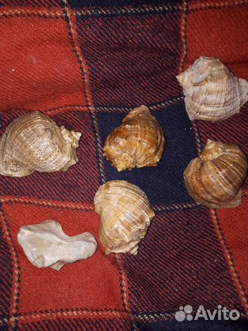 Ракушка рапан