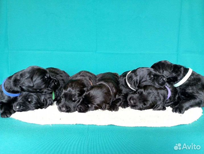 Щенки Русского Чёрного Терьера