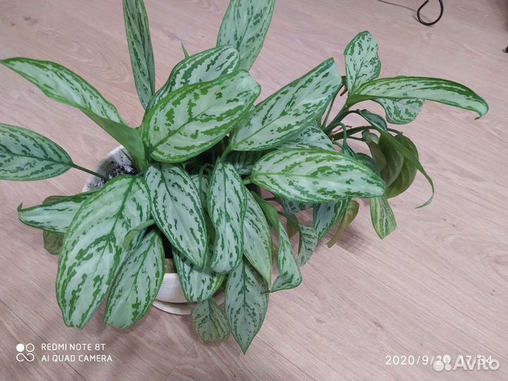 Аглаонема Silver Quin