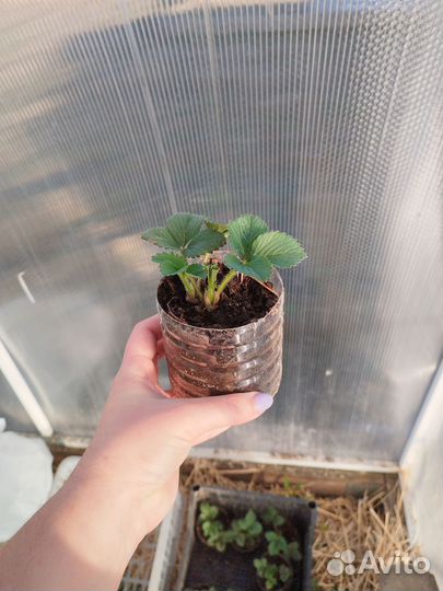 Рассада клубники