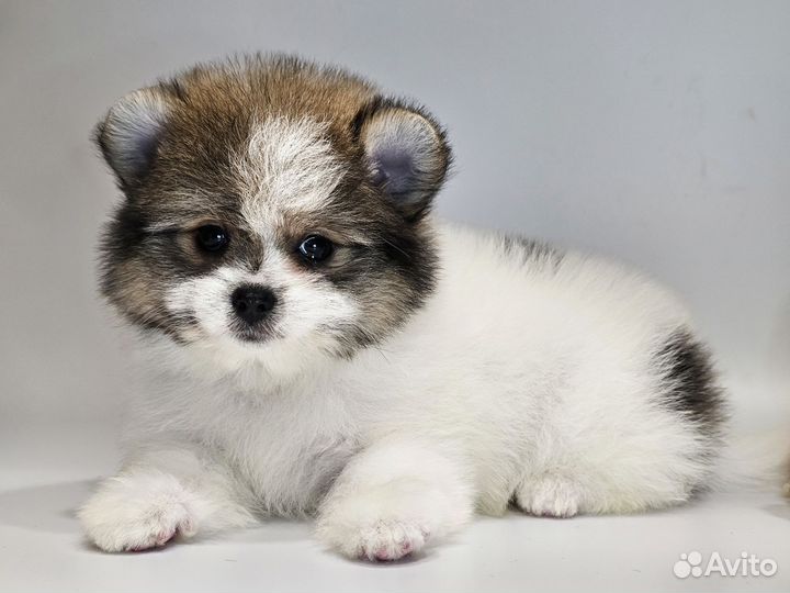 Шпицедетки