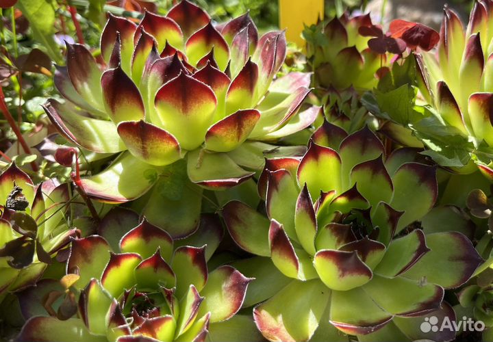 Молодило каменная роза